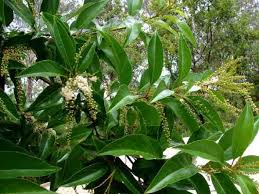 Image result for Citharexylum