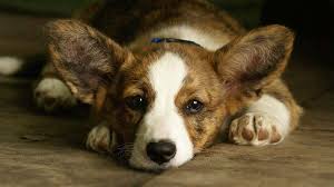 Puppies are loads of fun, but they. Cardigan Welsh Corgi Price Temperament Life Span