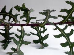 Image result for Lactuca glandulifera