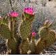 Home Garden Day Lake Havasu City Library event image