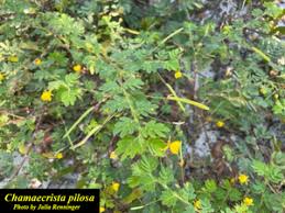 Image result for Chamaecrista plumosa
