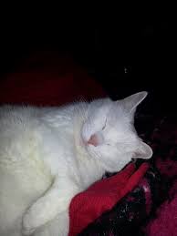 Pin By Conni Fialkowski 0322 On White Cats Cat Nap White Cats Kittens