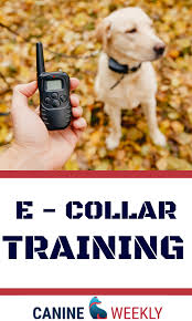 E Collar Training Your Dog 5 Things You Must Know E Collar Training Dog Biting Training Dog Training