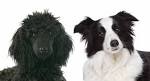Bordoodle : Mix of Border Collie and Poodle
