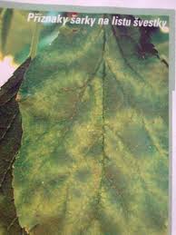 Image result for puklice švestková obrázek