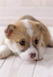 Animal league america partners with other animal welfare groups to conduct puppy mills rescues — rescues that pull animals out of the cruel and inhumane conditions of. Your Puppies First Day At Home Rescue Puppies Pedigree