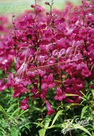 Image result for Penstemon hartwegii