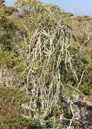 Image result for Cissus guerkeana