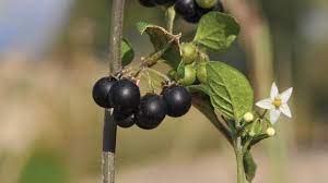 Various shrubs or bushy plants also have white flowers and black berries. An Edible Yet Deadly Plant