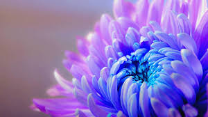 Bildresultat fÃ¶r mayo  mes en azul