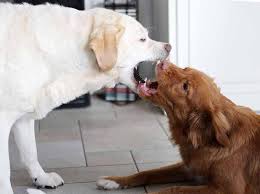 Das ist das neue ebay. What Happens When My Dog Bites Another Dog Hvh