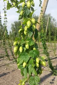Una de las principales características de la cerveza es su sabor amargo y su penetrante aroma. Lupulo Cerveza Artesana Ipa Blog Cerveza Artesana