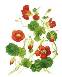 Image result for Tropaeolum majus