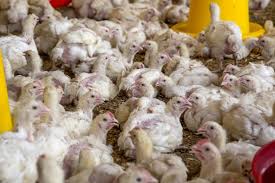 Descendante de la race de poule anglaise sussex, c'est une excellente pondeuse classée parmi les meilleures poules pondeuses, elle peut produire jusqu'à 300 œufs chaque année. 10 Choses A Savoir Sur Les Poulets D Elevage Industriel World Animal Protection
