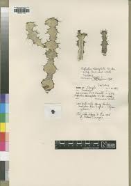 Image result for Phyllanthus manicaensis