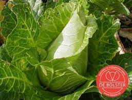 Witte Kool Filderkraut Brassica Oleracea Var Alba De Bolster Online Biologisch Dynamische Zaden Zaden Kool Moestuin