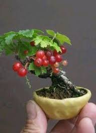 Fruits such as pomegranates, apples, figs, lemons, limes, oranges, and other citrus, all grow on bonsai. 60 My Favorite Beautiful List Of Trees For Bonsai Pics Bonsai Fruit Tree Bonsai Tree Types Bonsai Tree