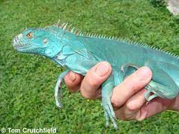 Rainbow Of Green Iguanas Ians Vivarium Reptile Forum Iguana Pet Iguana Green Iguana