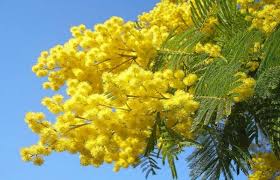 Avete veramente bisogno dell'8 marzo per ricordarvi che le donne esistono?. Festa Della Donna 2021 Ecco Dieci Citazioni Per Fare Gli Auguri
