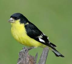 Yellow finch, being a very small bird, are often the target of larger more aggressive animals. Lesser Goldfinch The Texas Breeding Bird Atlas