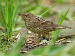 Image result for Landolphia lanceolata