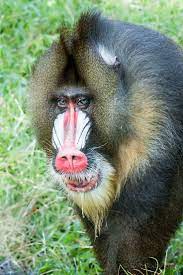Rafiki A Male Mandril At The Jacksonville Zoo And Gardens Jacksonville Zoo Zoo Animals Primates