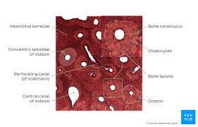 Bone formation, process by which new bone is produced. Bone Histology Constituents And Types Kenhub