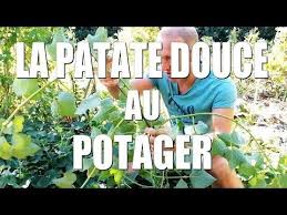 La Patate Douce Au Potager Youtube Potager Planter Patate Douce Jardins Potagers Soulevees