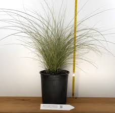 Image result for Miscanthus sinensis