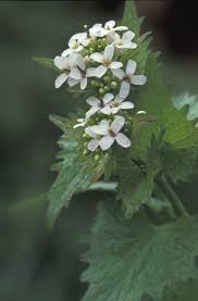 Image result for Setaria petiolata