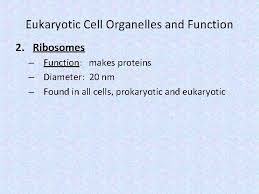 We did not find results for: Plant And Animal Cell By Wenny Pintalitna Learning