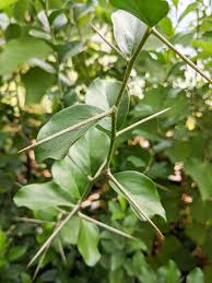 Image result for Dovyalis sp. A