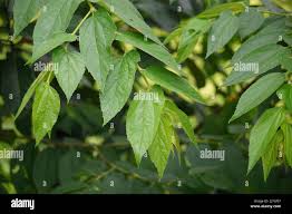 Image result for Trema orientale