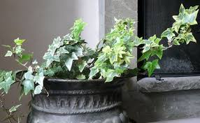 Easy Climbers For Indoor Trellises Edera Giardinaggio