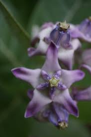 Image result for Thunbergia graminifolia