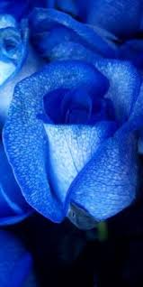 Most Beautiful Black And Blue Roses The World S First Blue Rose Blue Flowers Blue Roses Hybrid Tea Roses