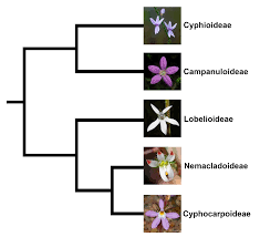 Image result for Prismatocarpus cordifolius