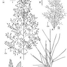 Eragrostis cilianensis (all.) vignolo ex janch. Eragrostis Cilianensis R Ferreyra 6017 D E A Habit B Download Scientific Diagram