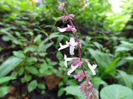 Image result for Orthosiphon thymiflorus