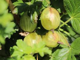 Im rahmen der sortenwahl können sie daher einen gewissen einfluss darauf nehmen, wann ihre stachelbeeren reif für die ernte sind. Stachelbeere Karlin Grun Ribes Uva Crispa Karlin Grun Baumschule Horstmann