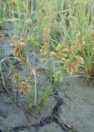 Image result for Cyperus squarrosus