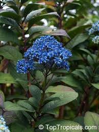 Image result for Hyparrhenia dichroa