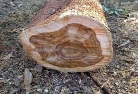 Image result for Tectona grandis