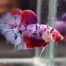 Nemo candy betta fish fries colour development update video. Live Betta Fish Fancy Multi Colors Koi Candy Halfmoon Plakat Hmpk Male 339 Fish Betta Betta Fish