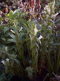 Image result for Gentiana asclepiadea alba