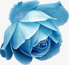 Blue Rose Png And Clipart Blue Flower Png Floral Photography Flowers