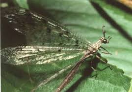 Ameisenarten im überblick ameisennest bauweisen die ameisenkönigin der ameisenlöwe die ameisenjungfer ameisensäure (methansäure) der ameisen im garten können sowohl segen als auch fluch sein. Ameisenjungfern Und Ameisenlowen Myrmeleontidae Gutersloh