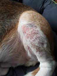 Hi My Dogs Ears Smell Really Bad He Also Has Red Patches On Forearms Armpits And On His Underside He Has What Looks Like Dirt On Petcoach
