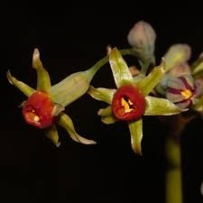 Image result for Tulbaghia alliacea