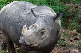 The endangered species act has lists of protected plant and animal species both nationally and worldwide. Sumatran Rhino Goes Extinct In The Wild In Malaysia Sumatran Rhino Endangered Animals Animals